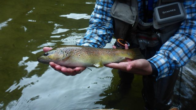 Séjour pêche d’automne en Aveyron (2ème Catégorie – Salmonidés)