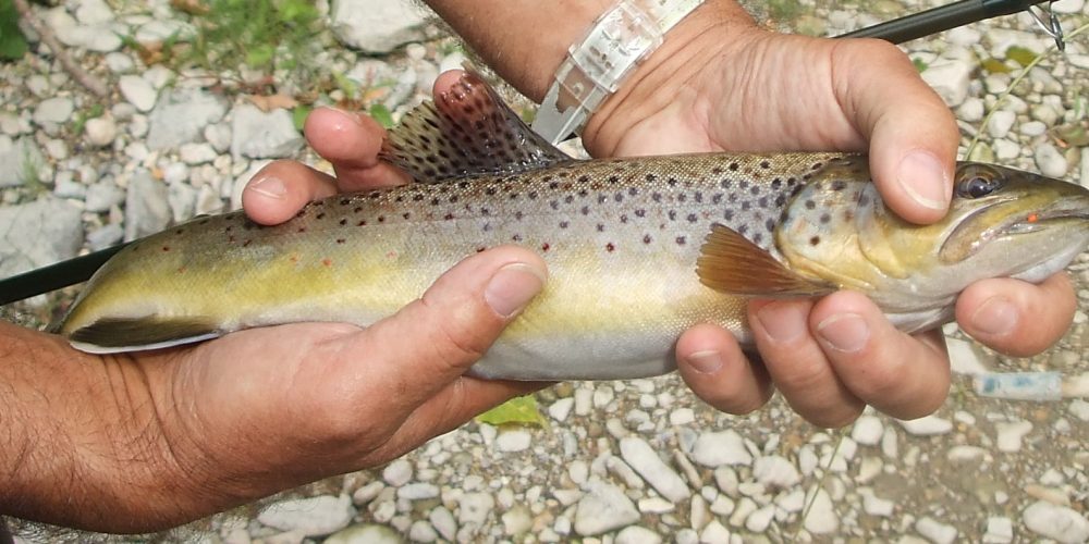 Stage pêche en Lozere