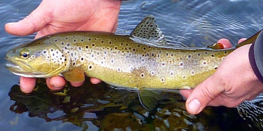 Stage pêche en Lozere