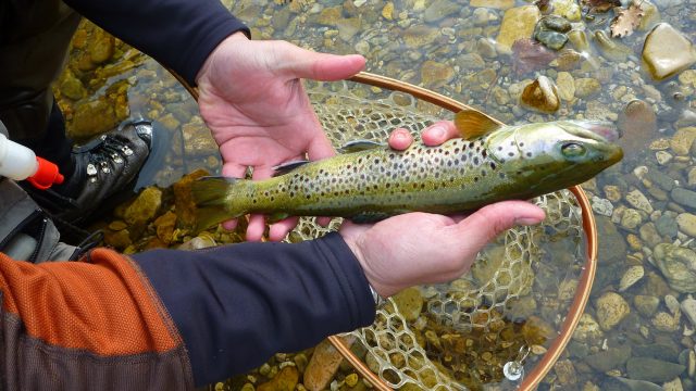 PROMO « ouverture de la pêche » -20% sur les prestations