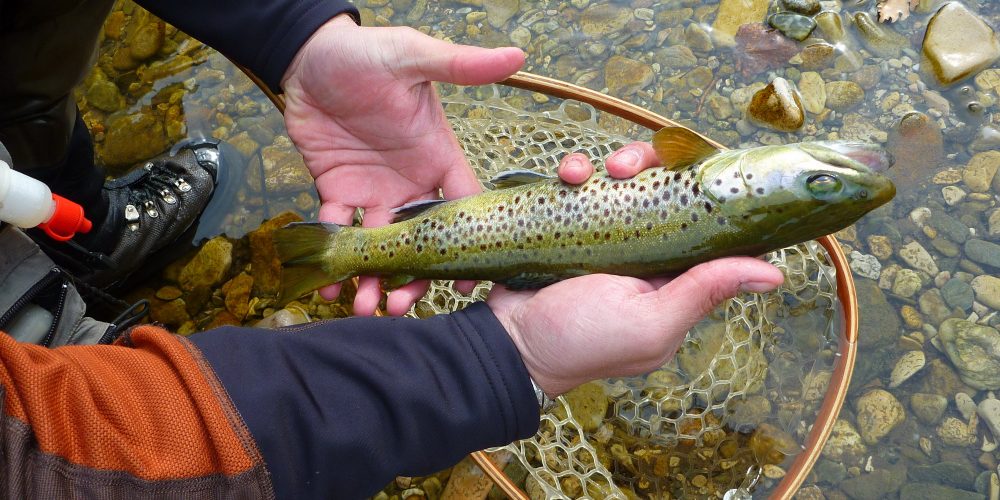 Stage pêche en Lozere