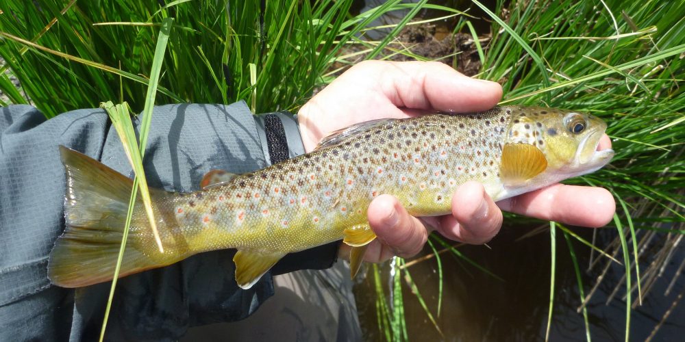 Stage pêche en Lozere