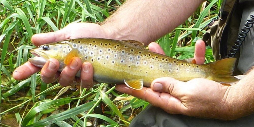 Stage pêche en Lozere